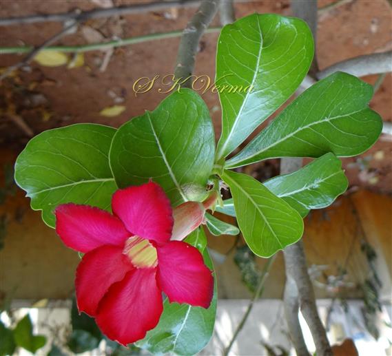  Flowering shoot